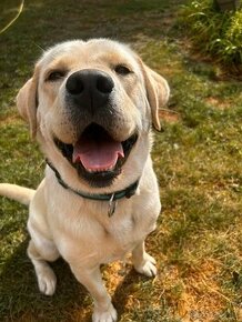 Labrador retriever