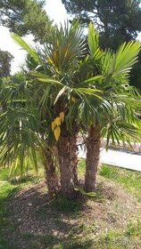 Sadenice Trachycarpus Fortunei