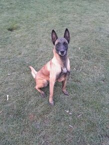 Belgický ovčiak malinois