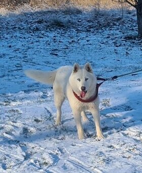 Sibírský Husky