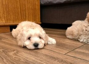 Mini maltipoo