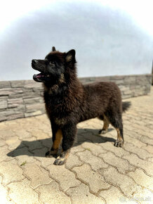 Predám šteniatka EURASIER-a