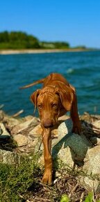 Rhodesian Ridgeback s PP k odberu