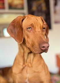 Rhodesian Ridgeback s PP k odberu