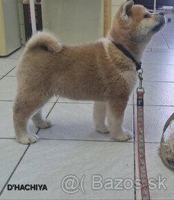 Akita inu s PP