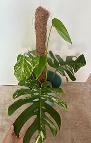 Monstera Albo - rastlina 70cm