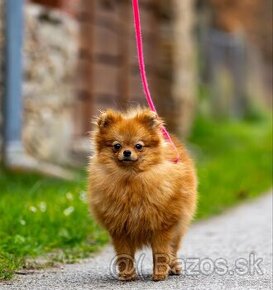 Pomeranian s PP