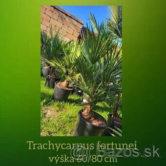 Trachycarpus Fortunei