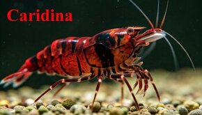 Krevetky Caridina - 1