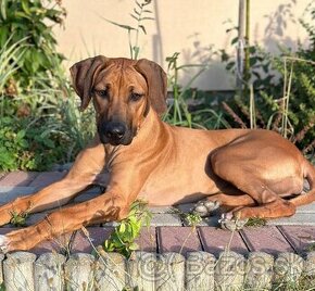 rhodesian ridgeback s PP