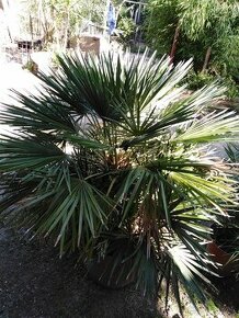 Chamaerops humilis