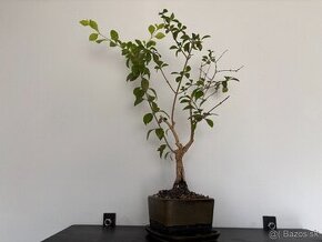 Bonsaj / bonsai Duranta erecta