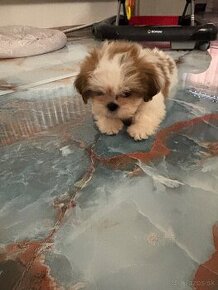 shih-tzu