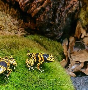 Dendrobates leucomelas