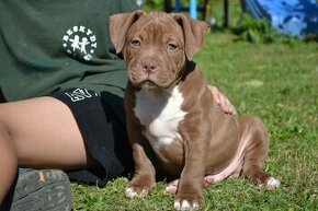 american bully