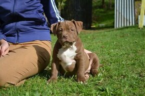 american bully