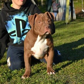 american bully