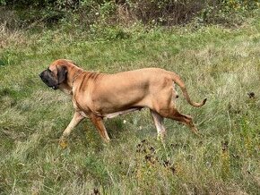 BRAZILSKÁ FILA /FILA BRASILEIRO/ štěňata s PP