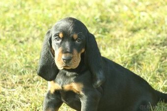 Šteniatka plemena Black and Tan Coonhound