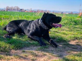 Darujem psa Cane Corso