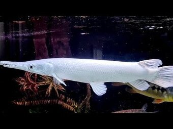 Atractosteus spatula Snow Platinum Alligator Gar

