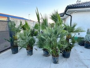 Chamaerops Humilis