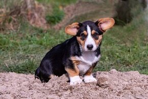 Welsh Corgi Cardigan -  k odběru