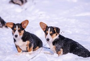 Welsh Corgi Cardigan -  k odběru