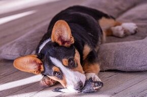 Welsh Corgi Cardigan -  k odběru