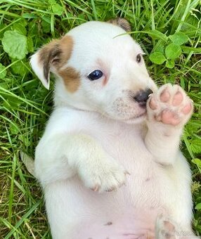 Jack Russell Teriér