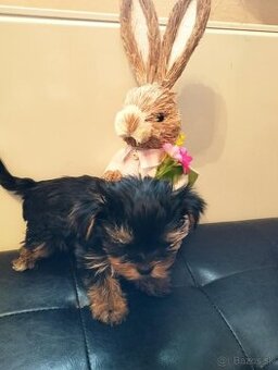 Yorkshire terrier, yorkshirsky terier, york