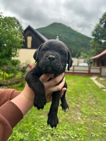 Predám šteniatka psíkov CANE CORSO