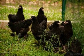 Brahmanka veľká čierna kurence rôzneho veku na predaj