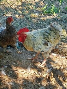 Kohúti marans, ameraucana a mix - 1