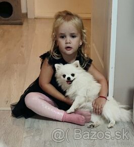 Pomeranian s PP extra mini Lili❣️