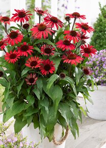 Echinacea červená