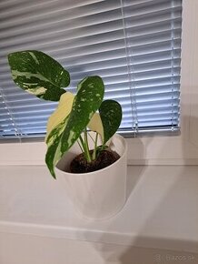 Monstera thai 39€, odber Bratislava