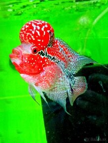 Flowerhorn Super red Dragon