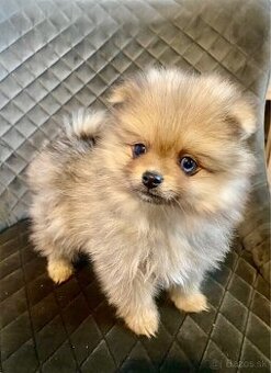 Pomeranian - trpazličí špic merle