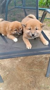 Shiba Inu