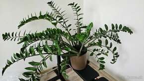 Zamiokulkas/Zamioculcas - 1