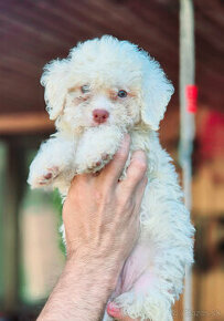 Lagotto romagnolo - šteniatka s PP