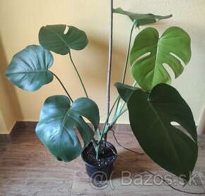 MONSTERA DELICIOSA