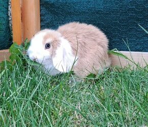 Zakrslý králik typu minilop s vp , baranček