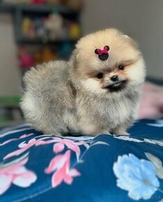 Pomeranian mini