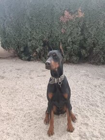 Doberman šteniatka