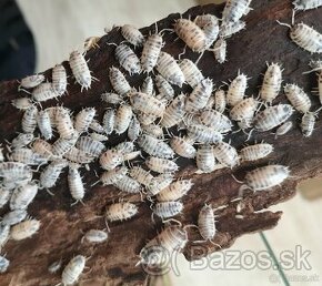 Porcellio laevis (Dairy cow )