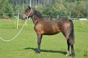 Welsh cob - klisna