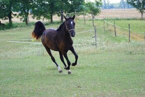 Športový pony, poník – predám 1,5 ročnú kobylu