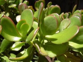 Ponúkam Tučnolist - Crassula ovata